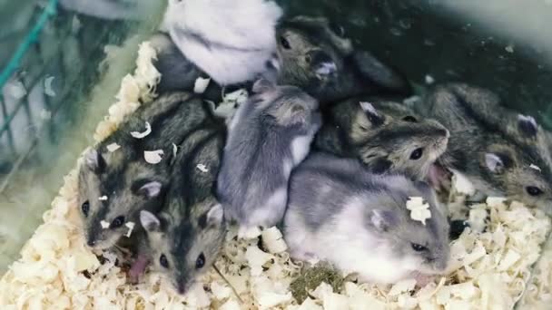 Hamsters Een Familie Van Hamsters Leeft Één Kooi — Stockvideo