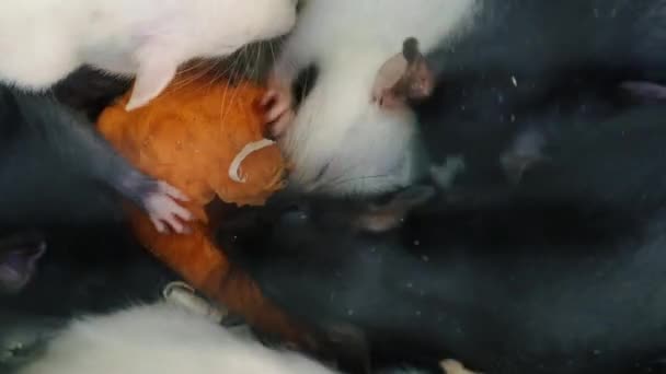 Ratte Eine Weiße Und Schwarze Ratte Frisst Möhren — Stockvideo