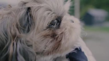 Köpek. Bolonka cinsi bir köpeğin portresi..
