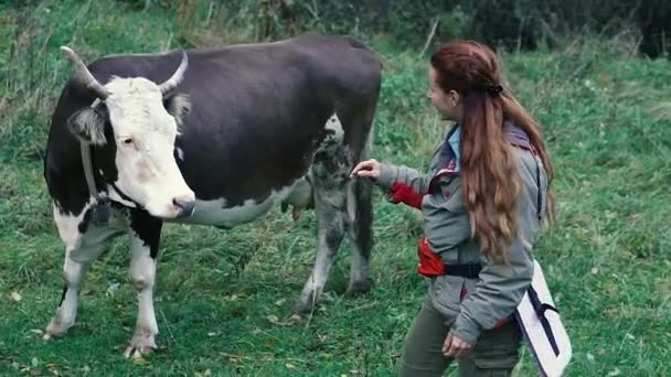 女が牛を撫でている — ストック動画