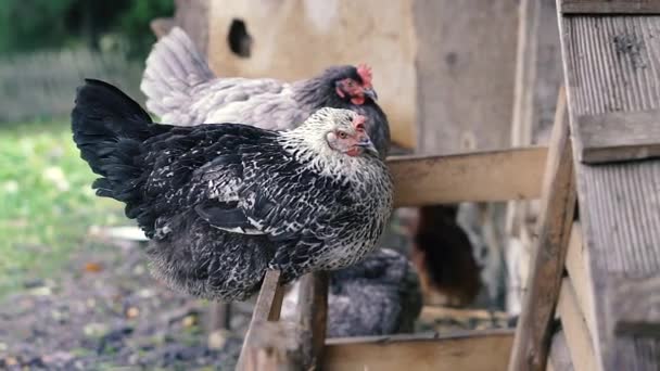 Frango Galinha Está Sentada Galinheiro — Vídeo de Stock