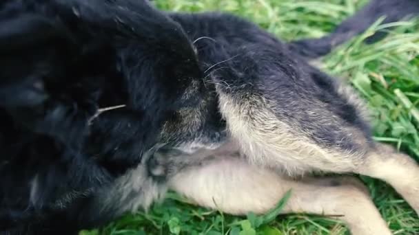 Sexual Organ Dog Licks Its Balls — Stock Video