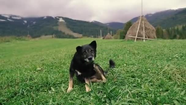 Пес Горах Карпатський Собака — стокове відео