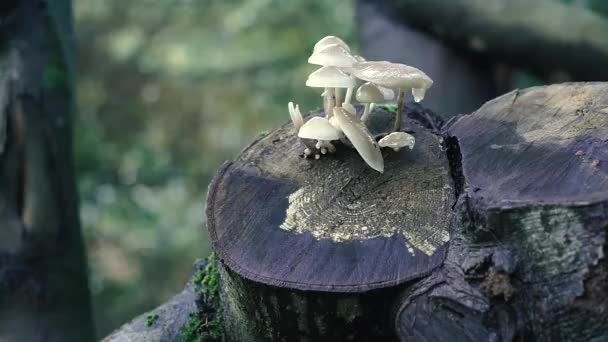 Funghi Velenosi Funghi Velenosi Crescono Sulla Canapa Albero — Video Stock