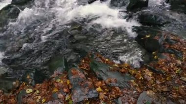 Dağ nehri. Dağ nehri sonbahar mevsiminde akar. Karpatlar. Ukrayna.