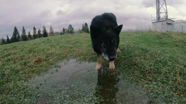 Клята Спрага Собака Воду Калюжі — стокове відео
