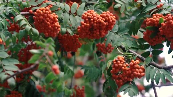 Rowan Ripe Rowan Berries Close — Stock Video