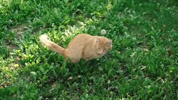 Baño Gato Jengibre Baño Césped Verde — Vídeo de stock