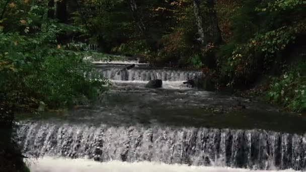 Rio Montanha Rio Montanha Flui Temporada Outono Cárpatos Ucrânia — Vídeo de Stock