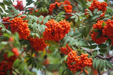 Rowan. Olgun yaban mersini. Yakın plan..