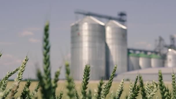 Weizenfeld Eine Getreidemühle Steht Inmitten Eines Grünen Weizenfeldes — Stockvideo