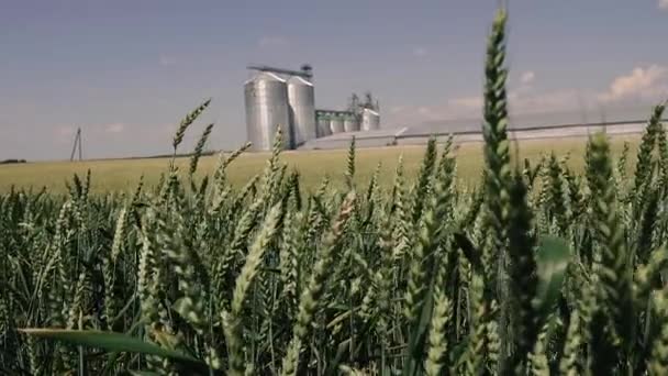 麦畑だ 小麦の緑の畑の真ん中に製粉所がある — ストック動画