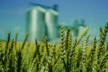 Buğday tarlası. Yeşil buğday tarlasının ortasında bir tahıl değirmeni duruyor..