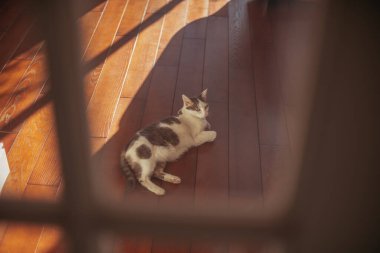 Ahşap zemin. Odanın ahşap zemini güneş ışınlarıyla aydınlatılır..