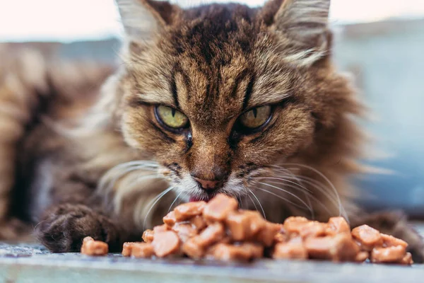 Obdachlose Katze Frisst Katzenfutter Nahaufnahme — Stockfoto