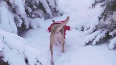 Noel Baba. Noel Baba kostümü giymiş bir köpek karla kaplı ağaçların arasında koşuyor..