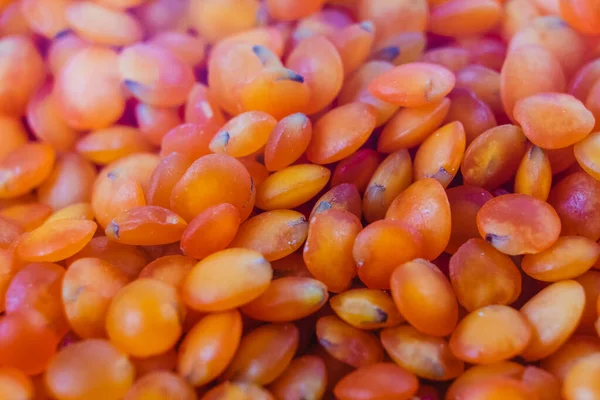 Lentils. Red lentil seeds. Close-up.