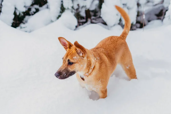 Cão Ruivo Neve Close — Fotografia de Stock