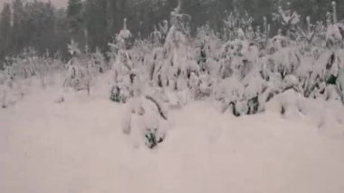 Genç Noel ağaçları. Köpek, genç karla kaplı ağaçların arasında koşar..