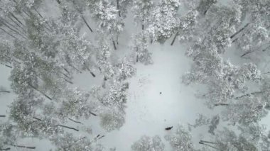 At biniciliği. Kış ormanlarında ata binmeyi öğretiyorlar. Hava görünümü.