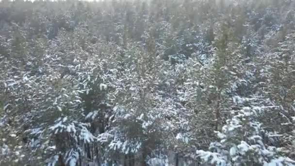 Zimní Les Sněhem Pokrytý Borový Les Letecký Pohled — Stock video