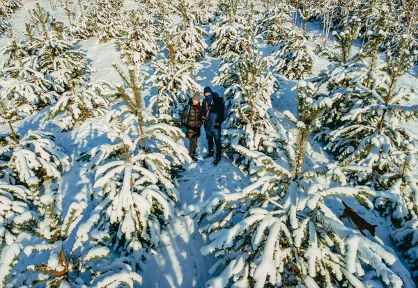 雪に覆われた若いクリスマスツリーに男と女の子が立っている 空中風景 — ストック写真