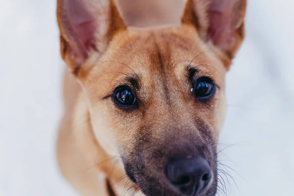 Собака Портрет Рыжего Пса — стоковое фото