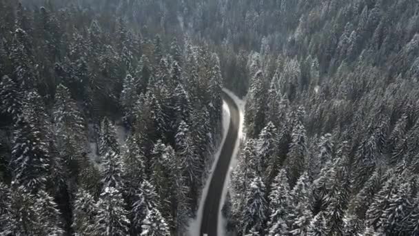 Carretera Camino Pasa Por Bosque Pinos Vista Aérea — Vídeos de Stock