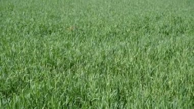 Saha. Köpek yeşil arazide koşar..