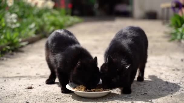 Μαύρη Γάτα Δύο Μαύρες Γάτες Τρώνε Φαγητό Από Ένα Πιάτο — Αρχείο Βίντεο