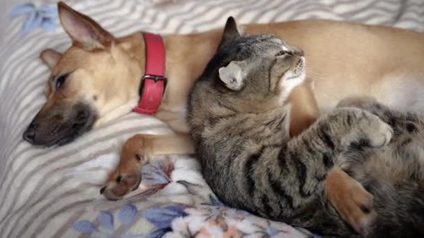 Kočka a pes. Kočka a pes spí v objetí na posteli.