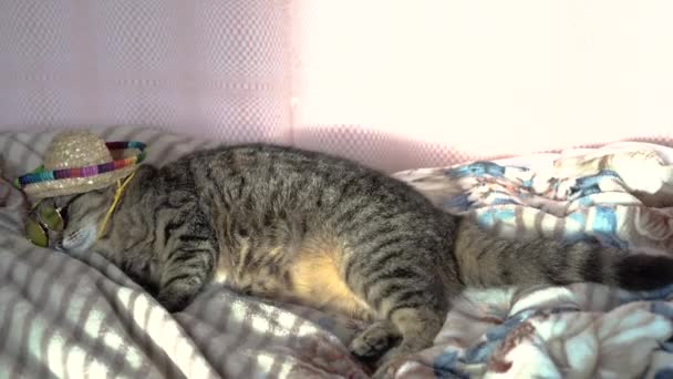 Kedi Güneş Gözlüklü Kedi Bir Sombrero Yatakta Uyur — Stok video