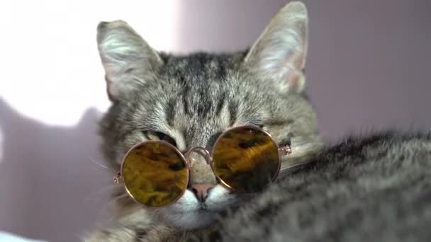 Kedi Güneş Gözlüklü Kedi Portre — Stok video