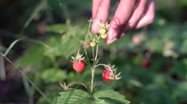 Berry. A woman's hand picks a red berry.