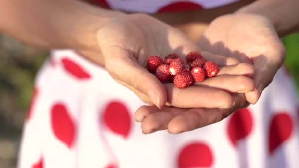 Berry Mãos Femininas Segurar Uma Baga Vermelha — Vídeo de Stock