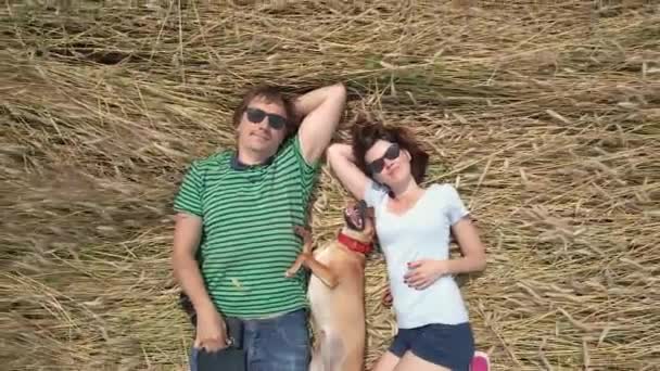 男と女と犬が畑に横たわっている 空中風景 — ストック動画