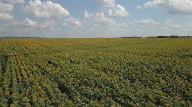 Ayçiçeği. Olgun ayçiçeği tarlası. Hava görünümü.