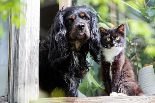 Animals — Stock Photo, Image