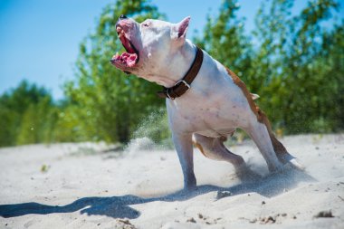 Doğada köpeği olan bir kız.