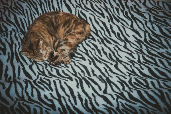 Gato se acuesta en una cama — Foto de Stock