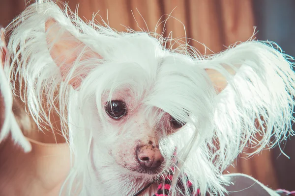 Hond met haar — Stockfoto