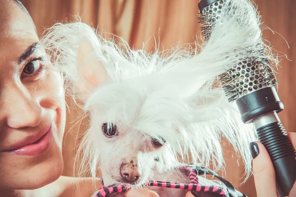 Hund mit Haaren — Stockfoto