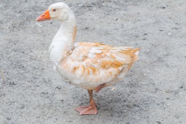 Beyaz ördek