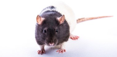 rat