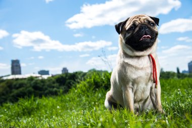 Köpek bezleri