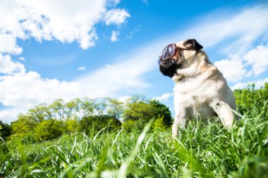 Köpek bezleri