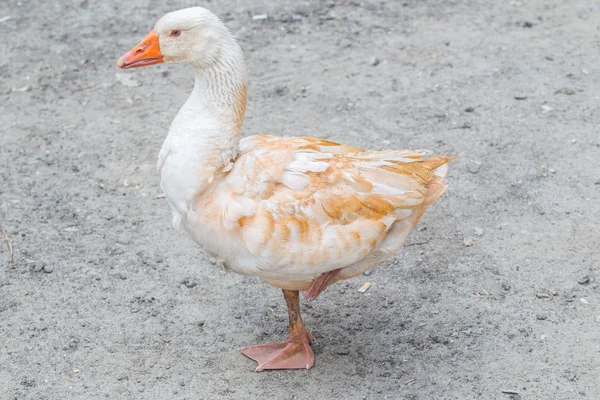 Pato blanco — Foto de Stock