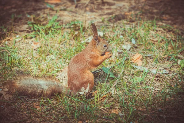 Red squirrel — Stock Photo, Image