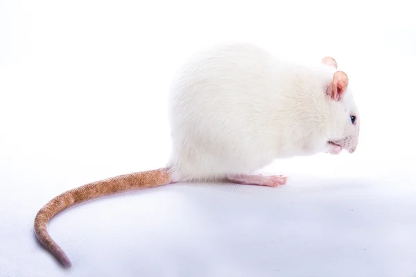 Ratos — Fotografia de Stock