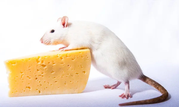 Rats — Stock Photo, Image